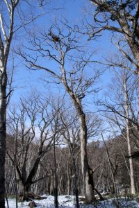 190116_kumadana