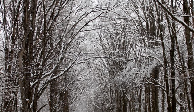 春の雪景色