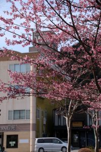 190405_okamezakura