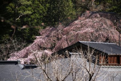 190416_tamozawa