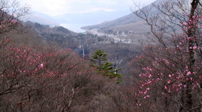 2019　明智平アカヤシオ開花