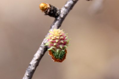 190504_karamatu