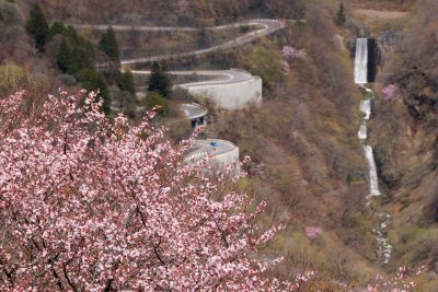 190504_ooyamazakura