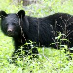 奥日光のクマ目撃情報