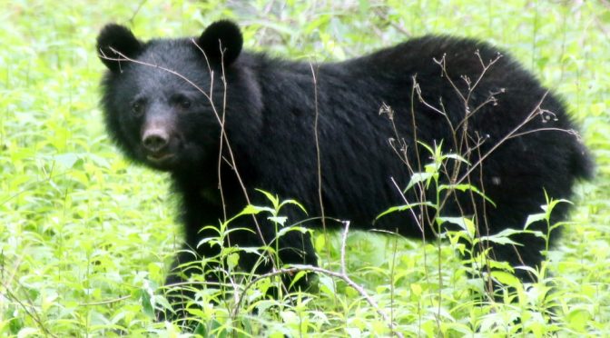 奥日光のクマ目撃情報