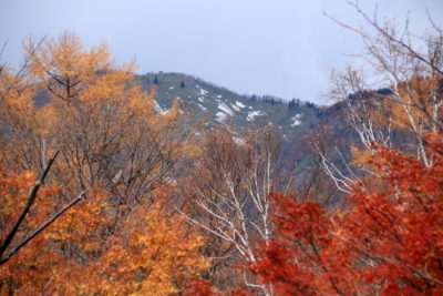 191111_kouyou_yuki