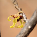 春の陽気で開花…？