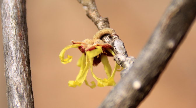 春の陽気で開花…？