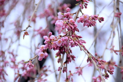 200331_sidarezakura