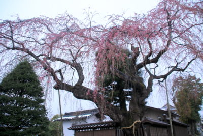 200331_takadake