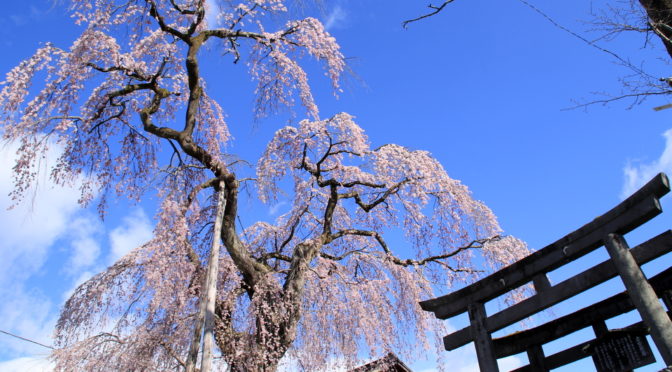 花と華