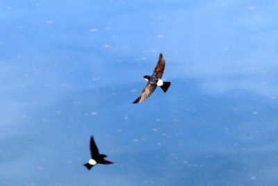 200503_iwatubame