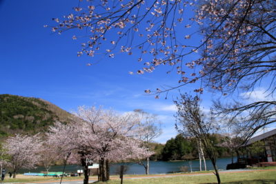200514_sakurayumoto
