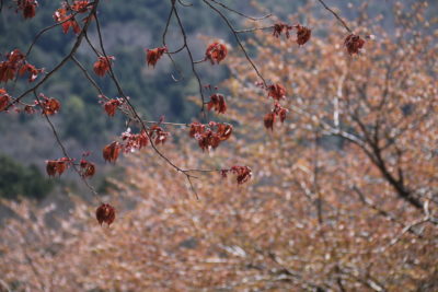 200518_sakuratenyou