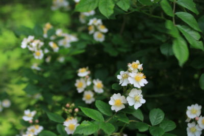 200702_noibara