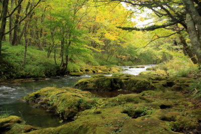 201003_syakunagebashiue