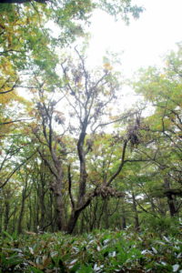 201005_kumadana