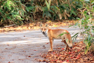 201012_kitune