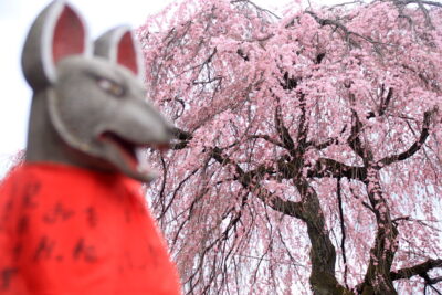 210329_inari