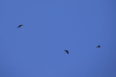 210331_iwatubame