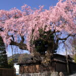 3月なのに桜満開