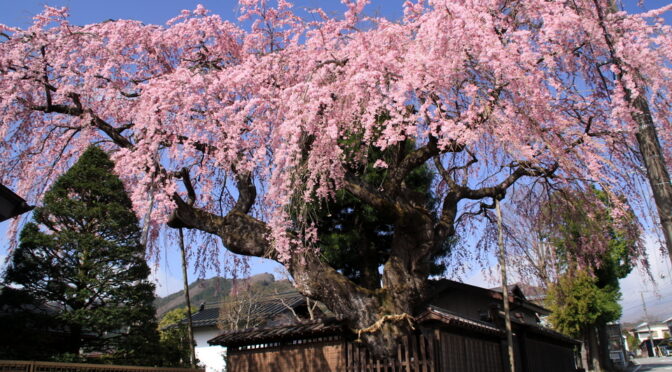 3月なのに桜満開