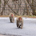 ニホンザルの哀悼