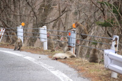 210403_mureru