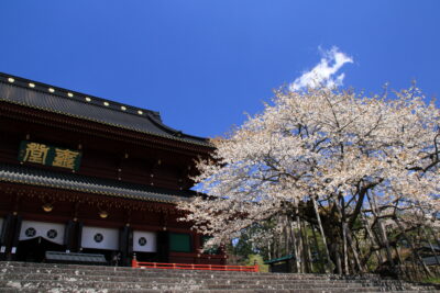 210419_kongouzakura