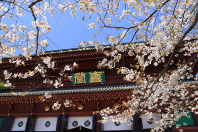 210419_kongouzakura2
