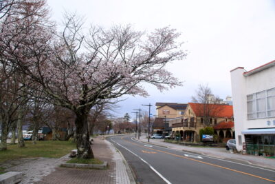 210501_tyuuzenjisakura
