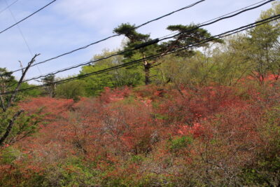 210501_yamatutuji