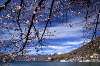 210506_ooyamazakura