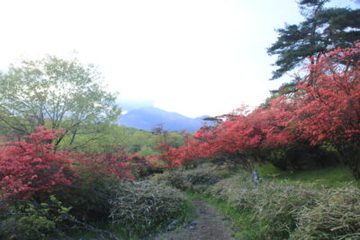 210506_tutujigaoka1