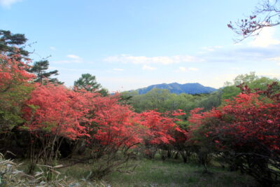 210506_tutujigaoka2