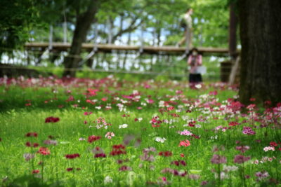 210618_kurinsou