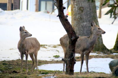 220402_sika