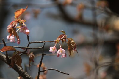 220504_takanezakura